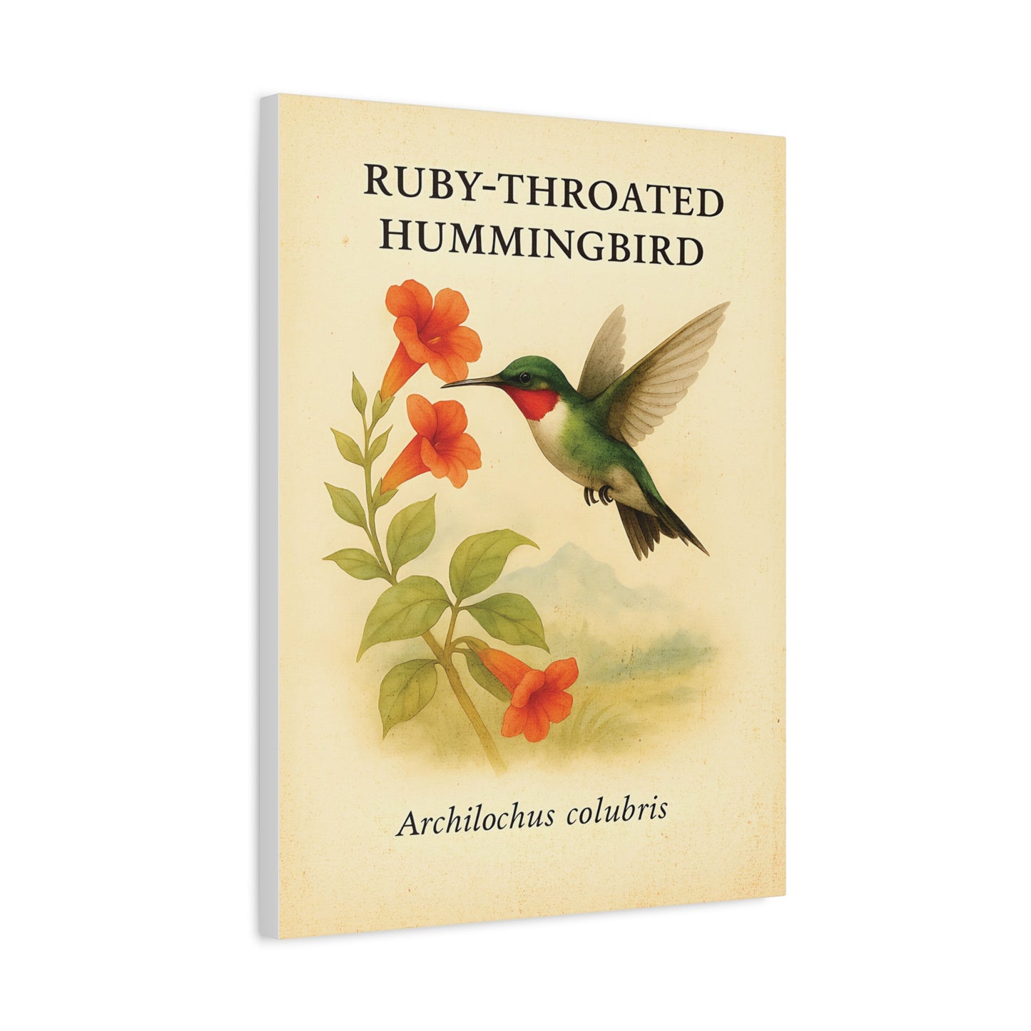 Ruby-Throated Hummingbird Vintage Canvas