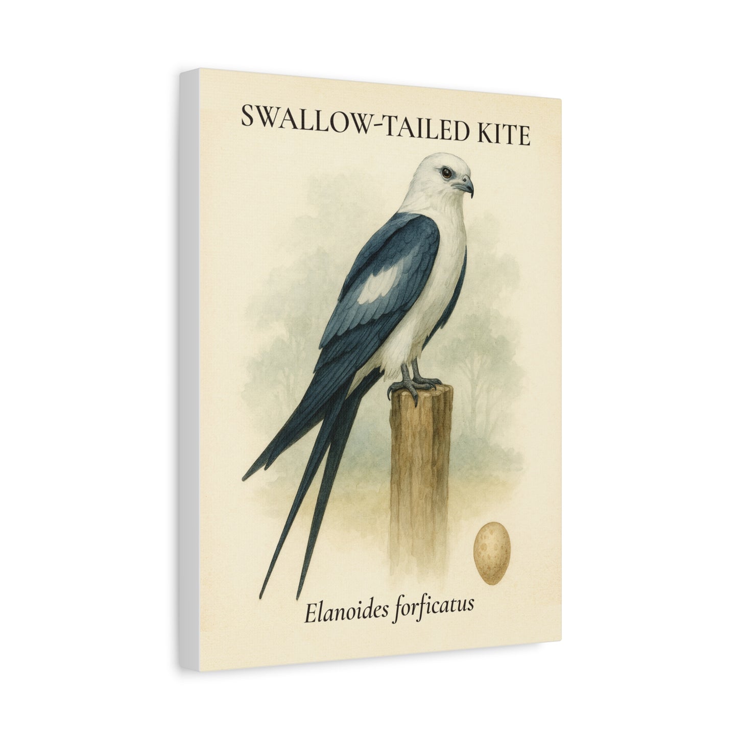 Swallow-Tailed Kite Vintage Canvas