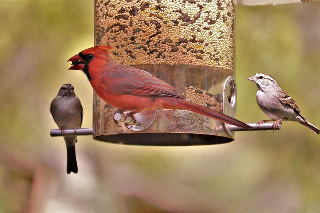 How to Clean Bird Feeders Easily for Older Adults
