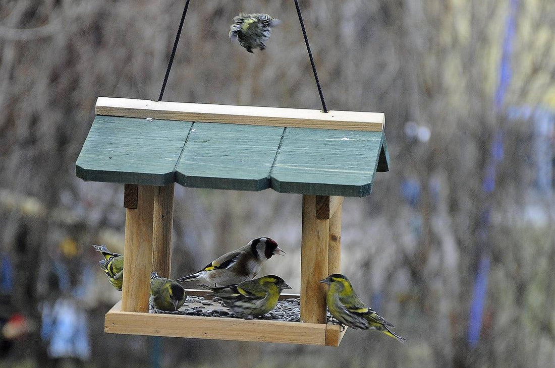 Why Aren’t There Any Birds at My Feeder? An Expert’s 9-Step Diagnostic Guide