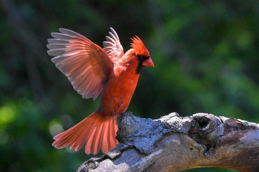 Why Cardinals Feel Like Messengers of the Ones We Miss