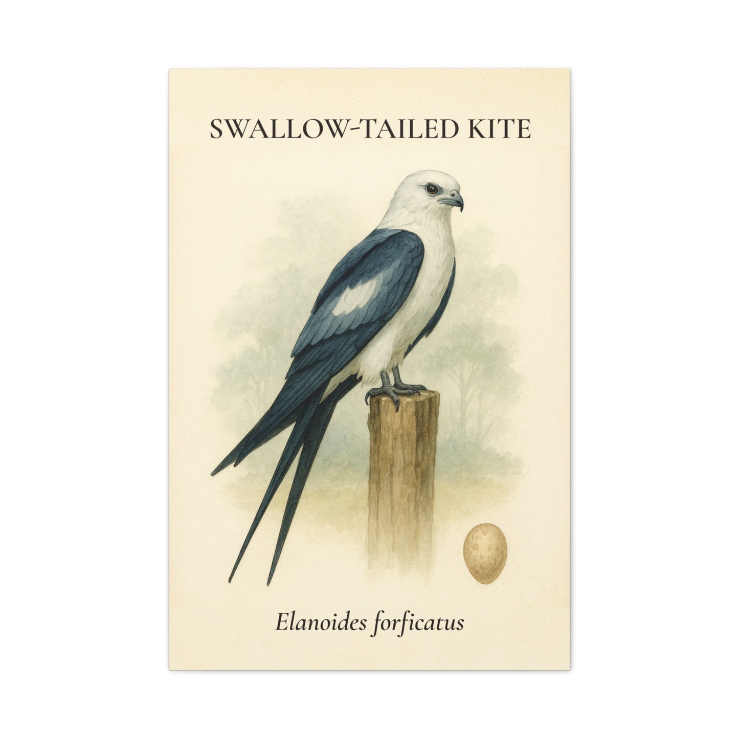 Vintage Flight Canvas - Swallow-Tailed Kite