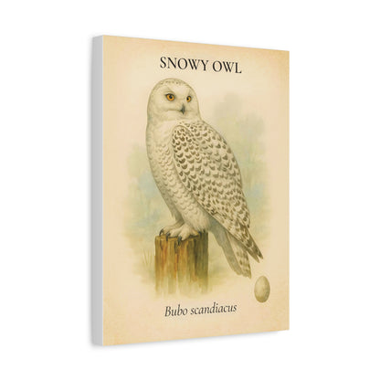 Snowy Owl Vintage Canvas