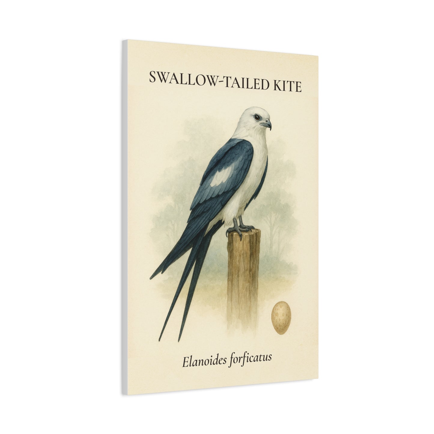 Vintage Flight Canvas - Swallow-Tailed Kite