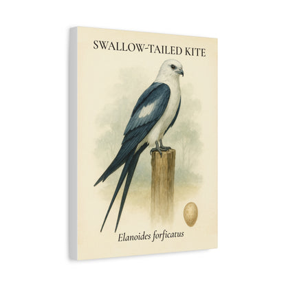 Swallow-Tailed Kite Vintage Canvas