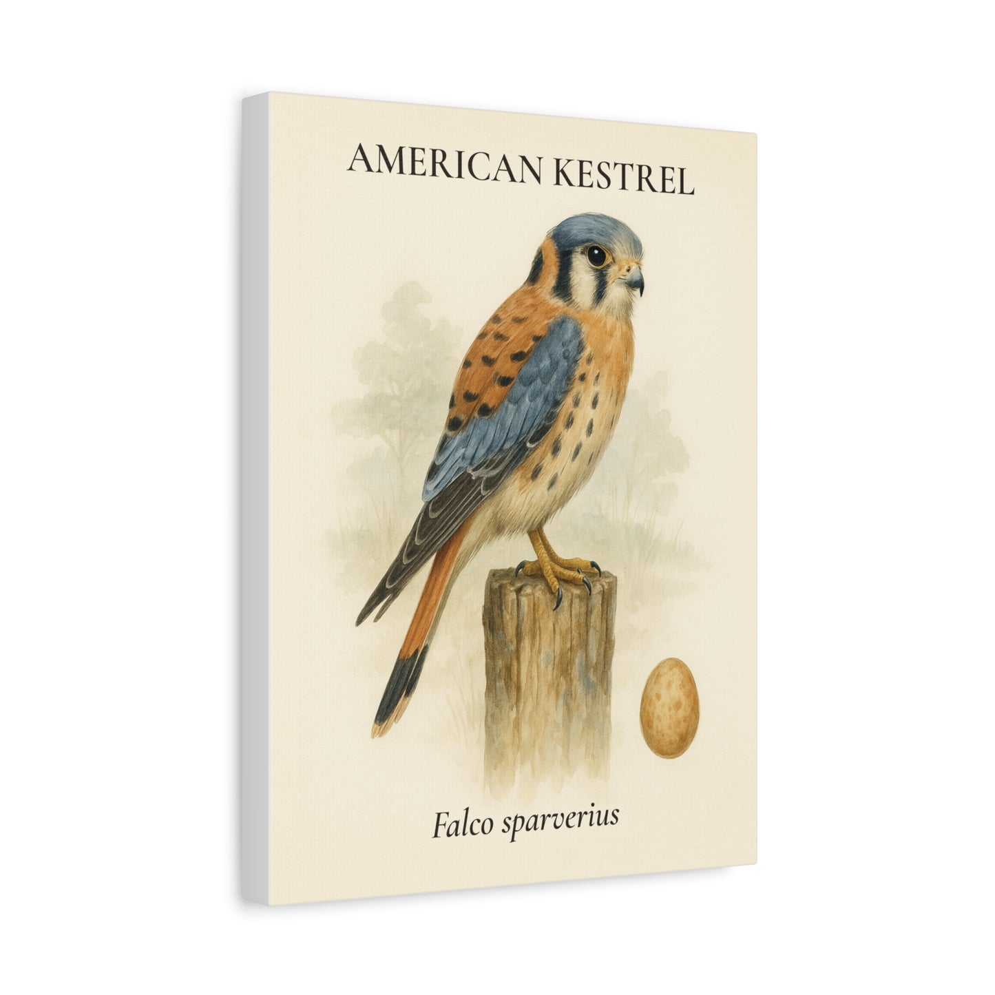 American Kestrel Vintage Canvas