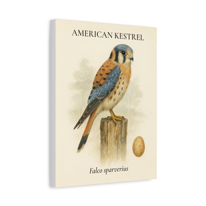 American Kestrel Vintage Canvas