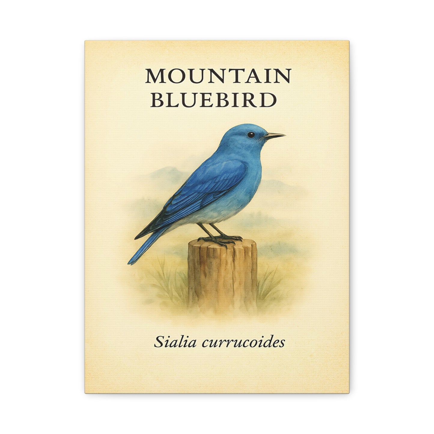 Mountain Bluebird Vintage Canvas