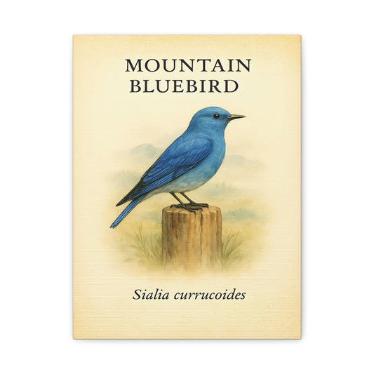 Mountain Bluebird Vintage Canvas