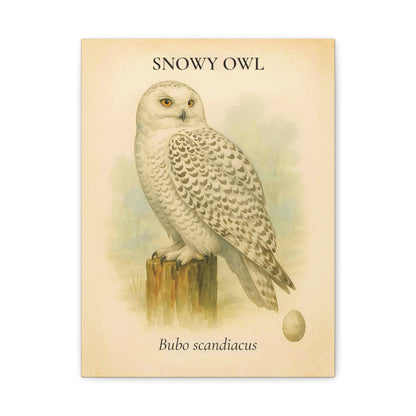 Snowy Owl Vintage Canvas