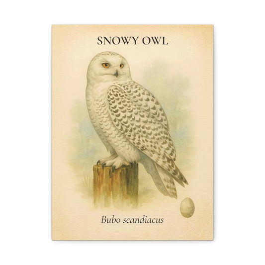 Snowy Owl Vintage Canvas