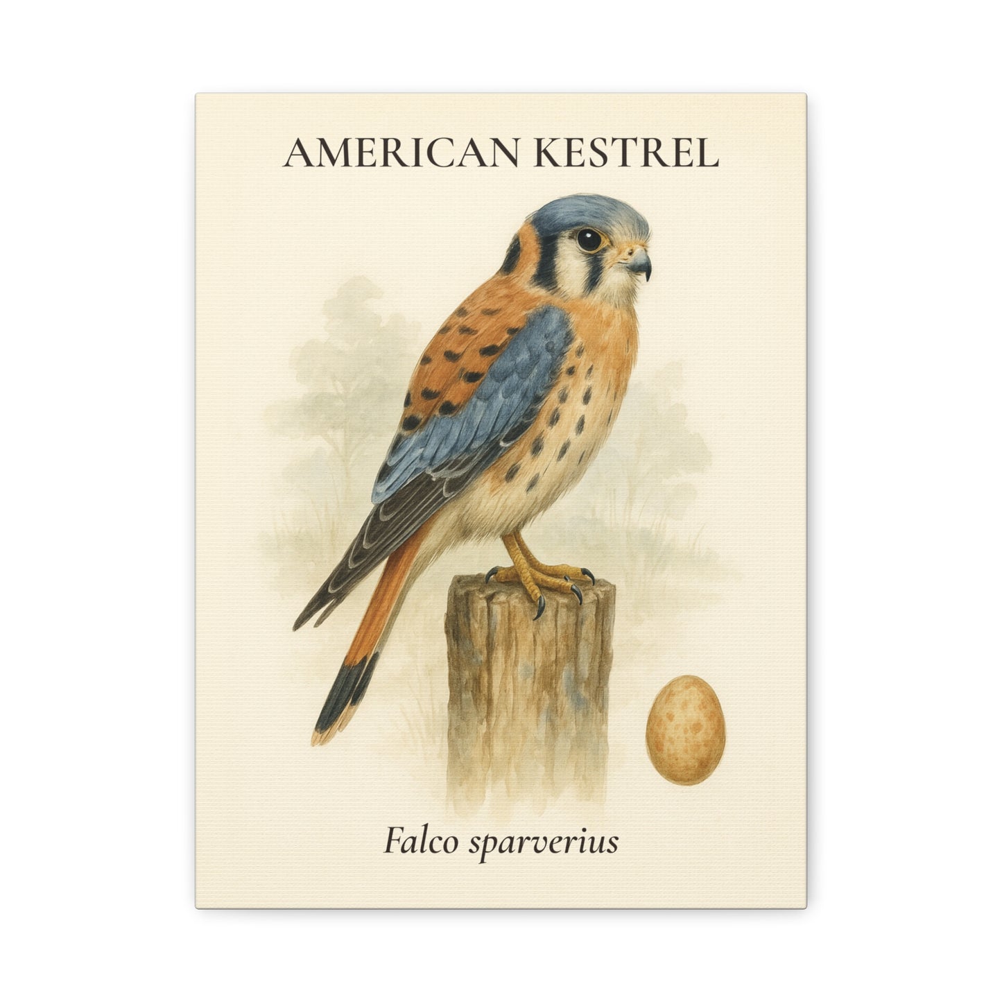 American Kestrel Vintage Canvas
