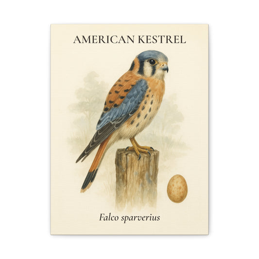 American Kestrel Vintage Canvas