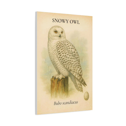 Winter Owl Sanctuary Print