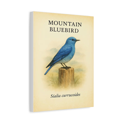 Mountain Bluebird Vintage Canvas