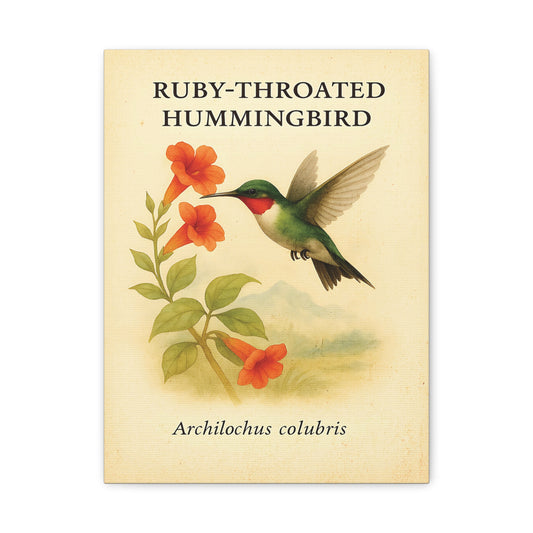 Ruby-Throated Hummingbird Vintage Canvas